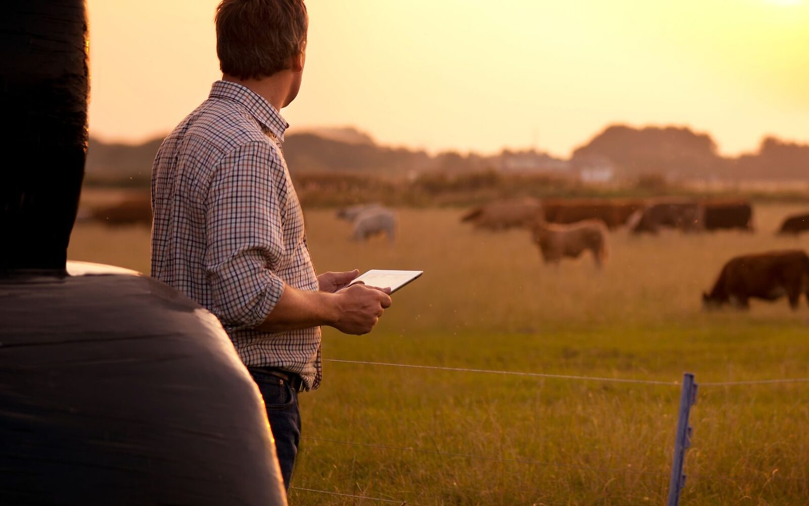 Auditor watching a cattle herd from the fence line at sunset