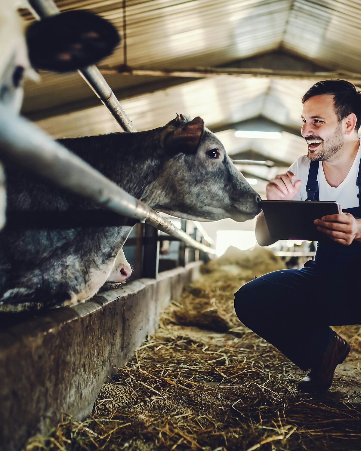 Auditor noting observations on a tablet beside a calf in the barn