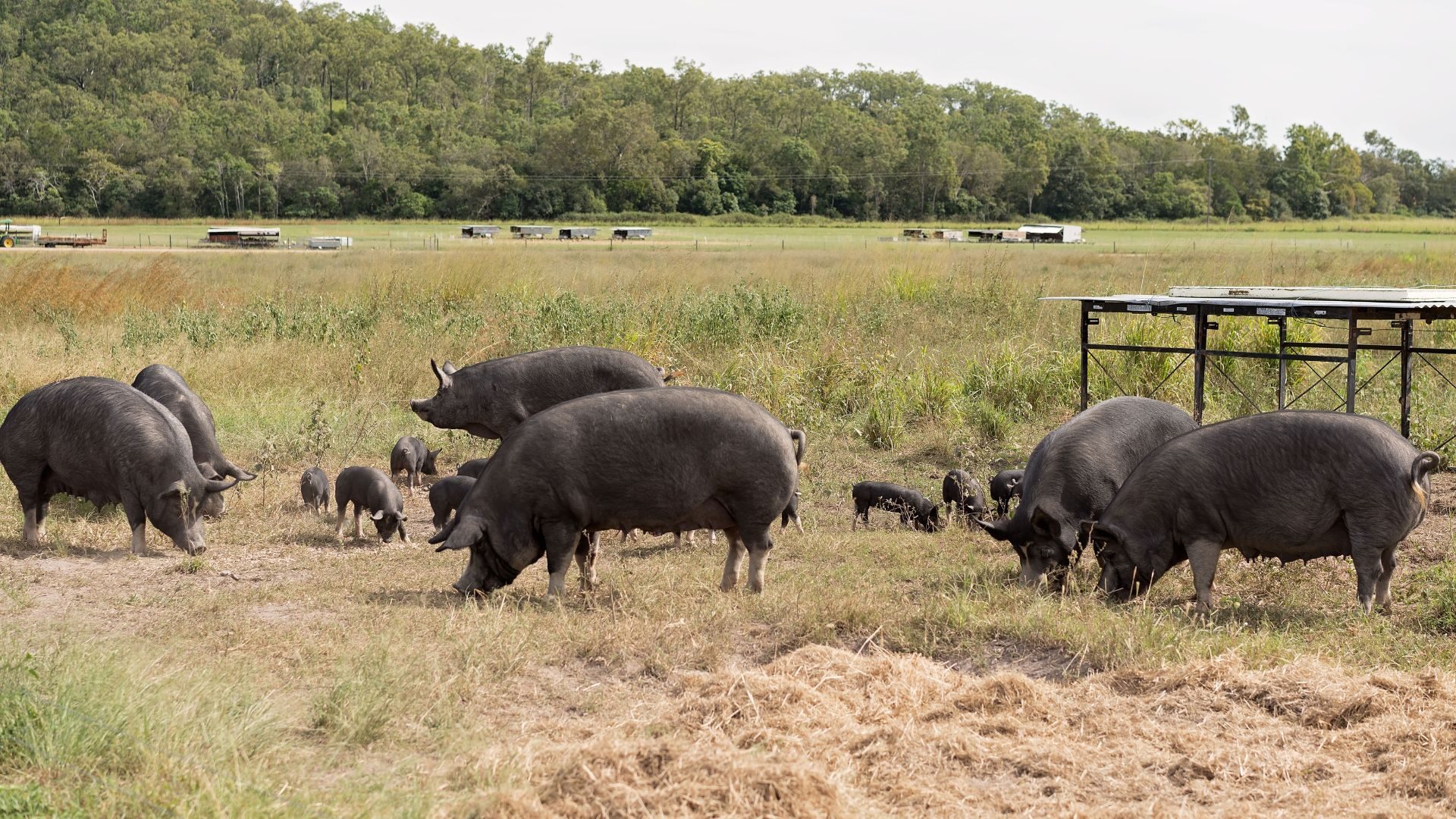 Herd ranging across pasture beside field shelters