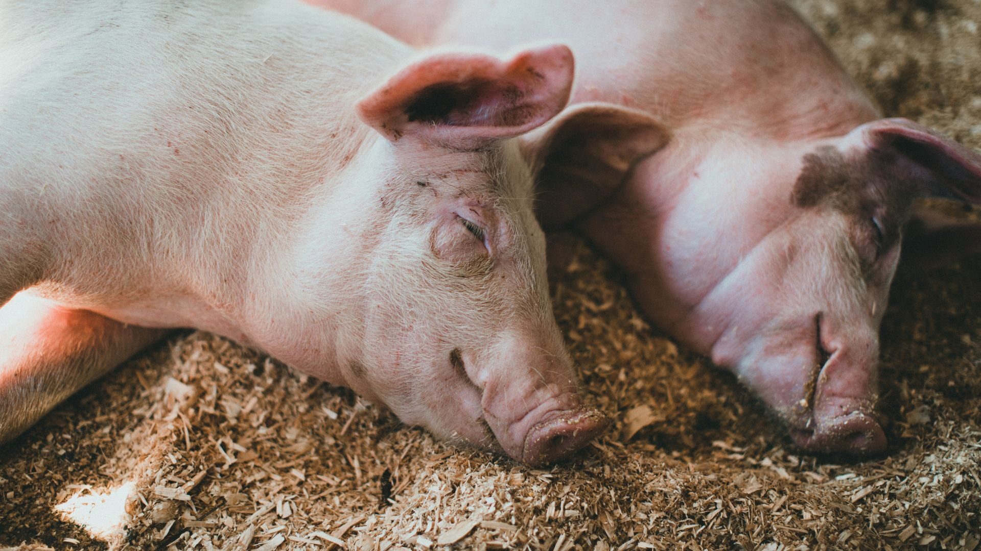 Market hogs at rest inside a clean production barn