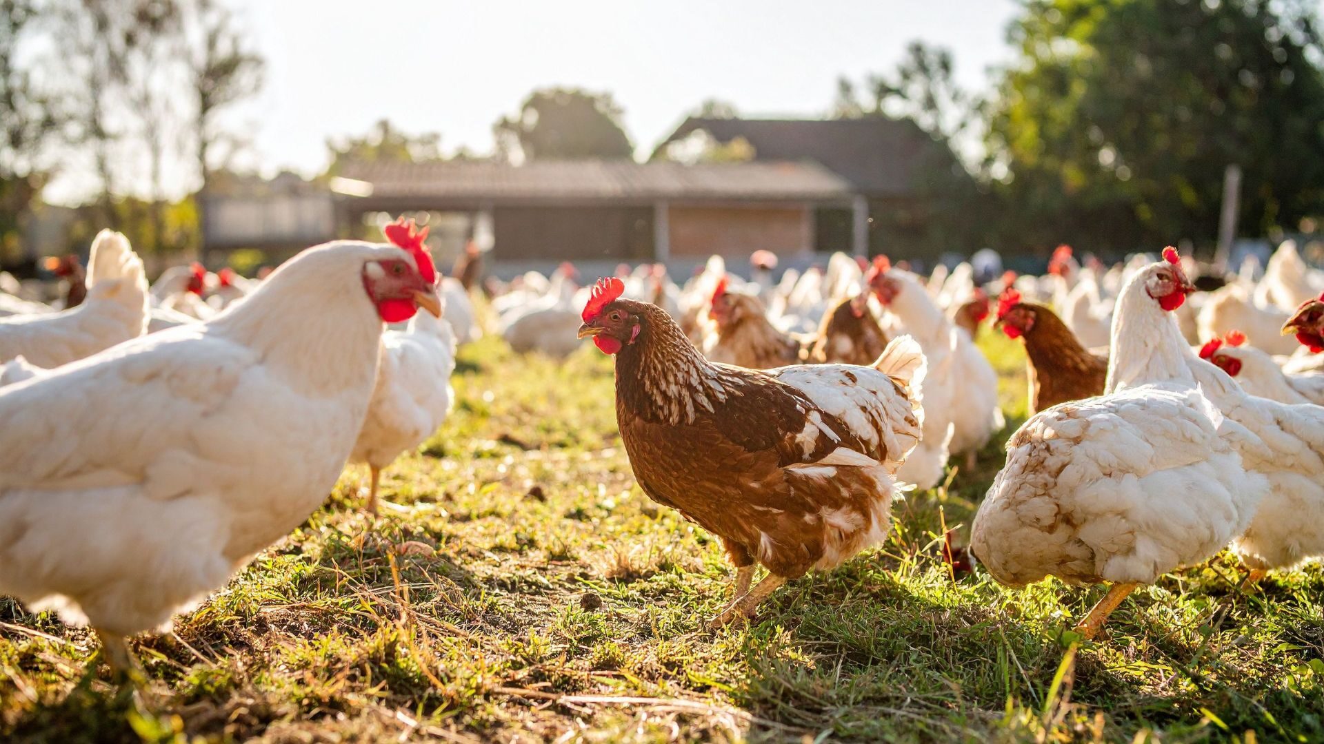 Free-range hens foraging outside a poultry barn