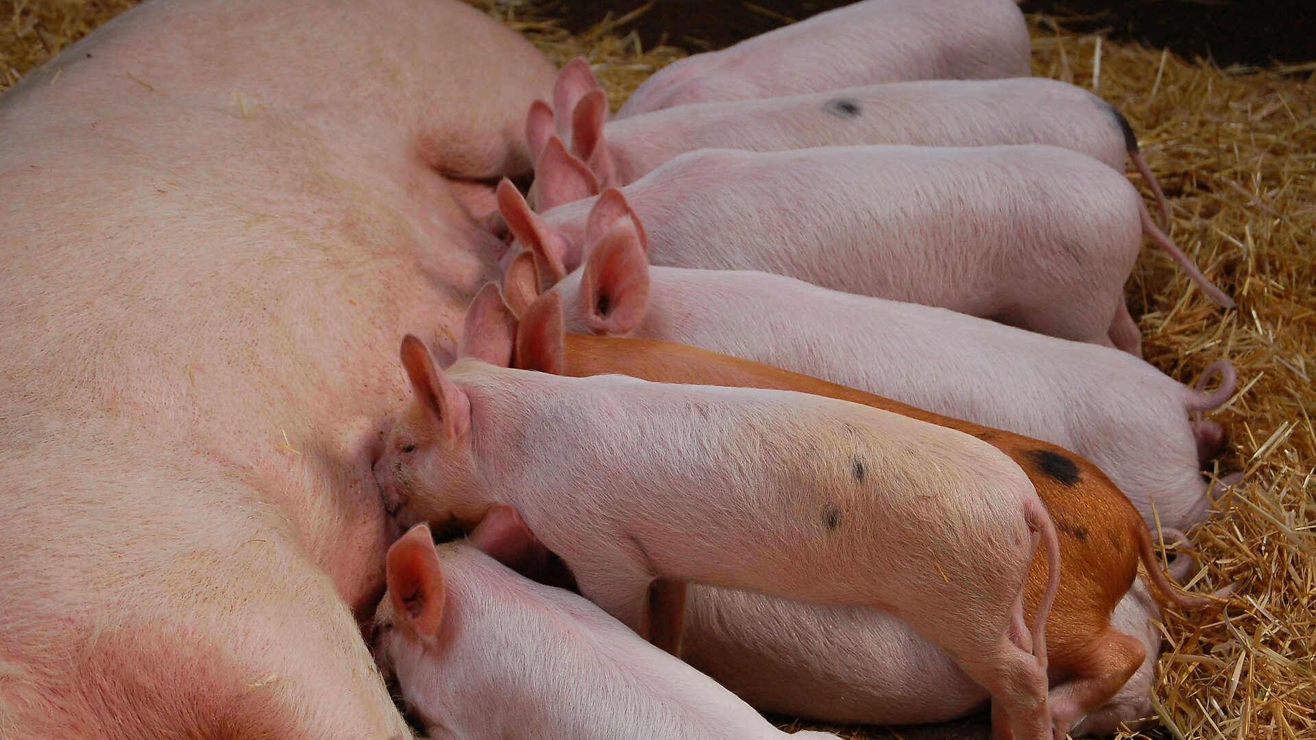 Sow nursing her litter on deep straw bedding