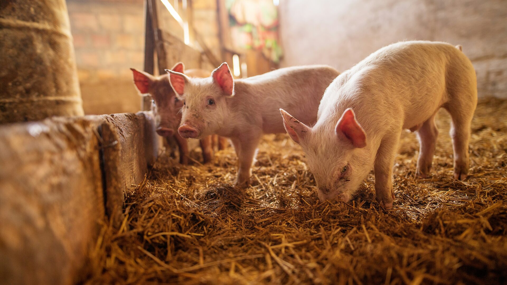 Piglets on straw bedding in a naturally lit barn