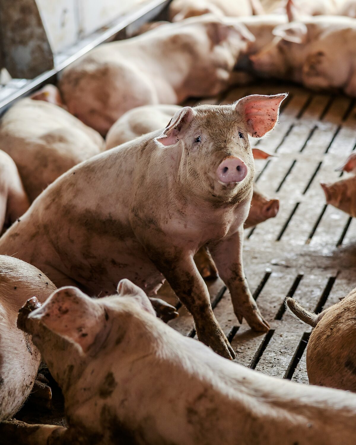 Market hogs resting in a slatted-floor finishing pen