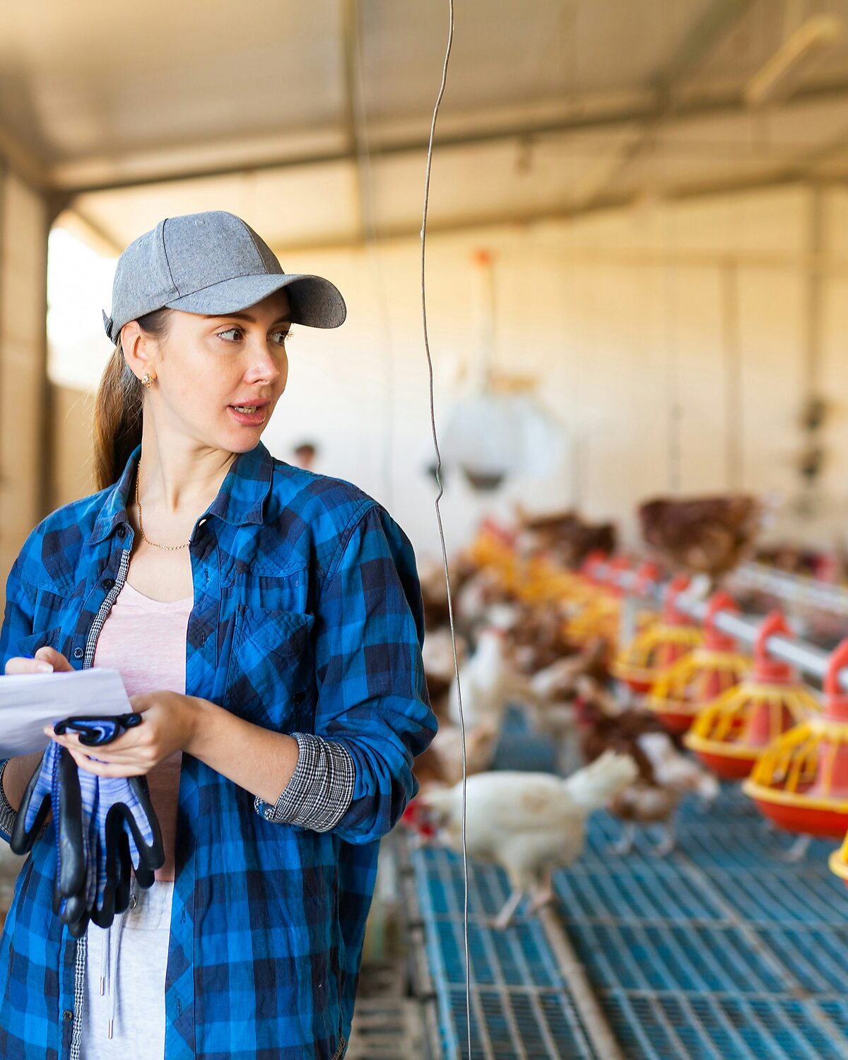 Inspector logging bird counts inside a poultry house