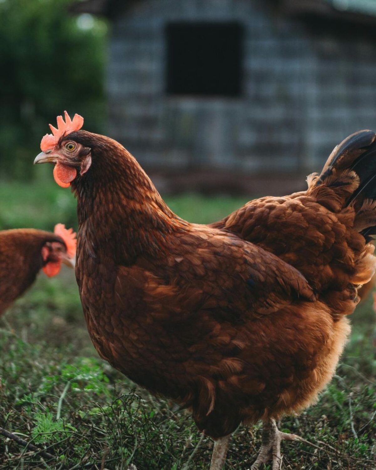 Healthy brown hens ranging on grass outside their coop