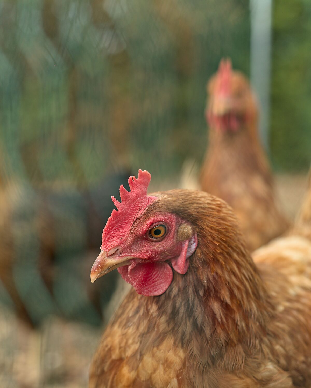 Brown laying hen in a cage-free housing system