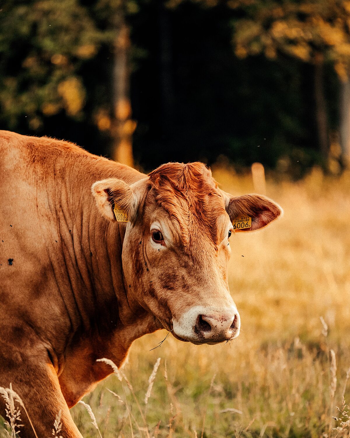 Beef cow standing in late-season pasture grass