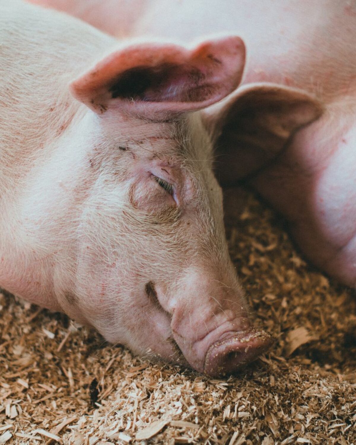 Pigs resting comfortably on clean bedding