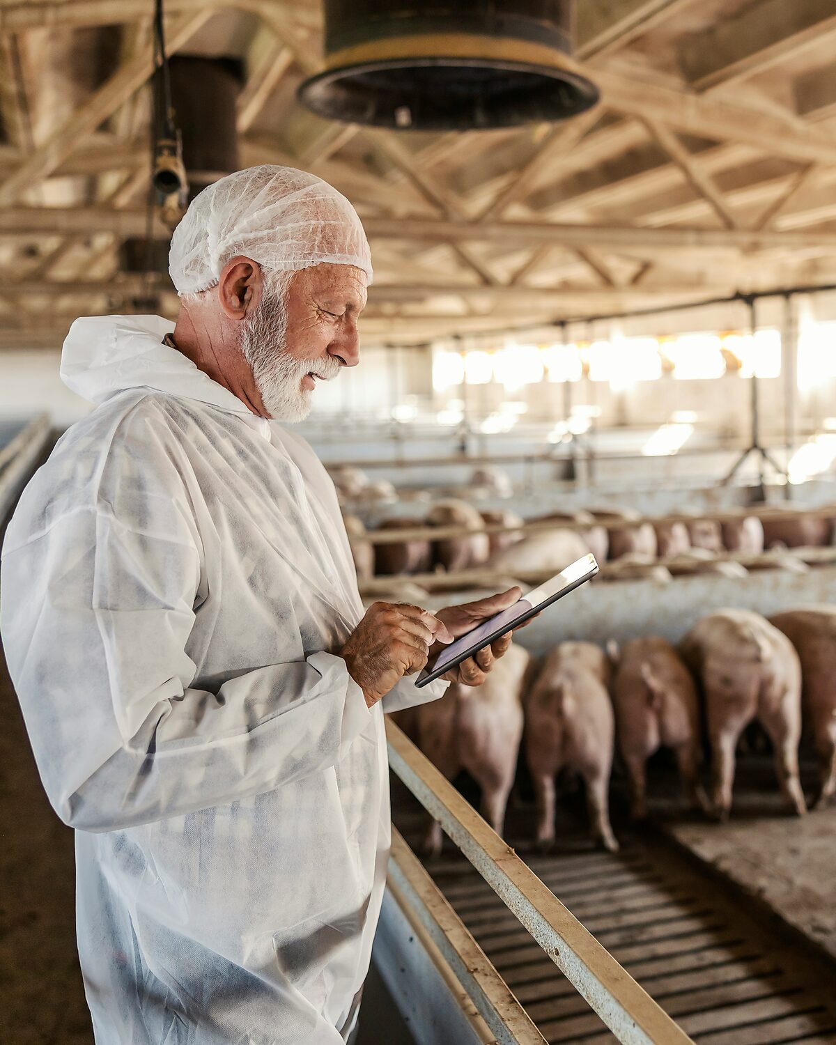 Facility inspector recording head counts in a swine barn