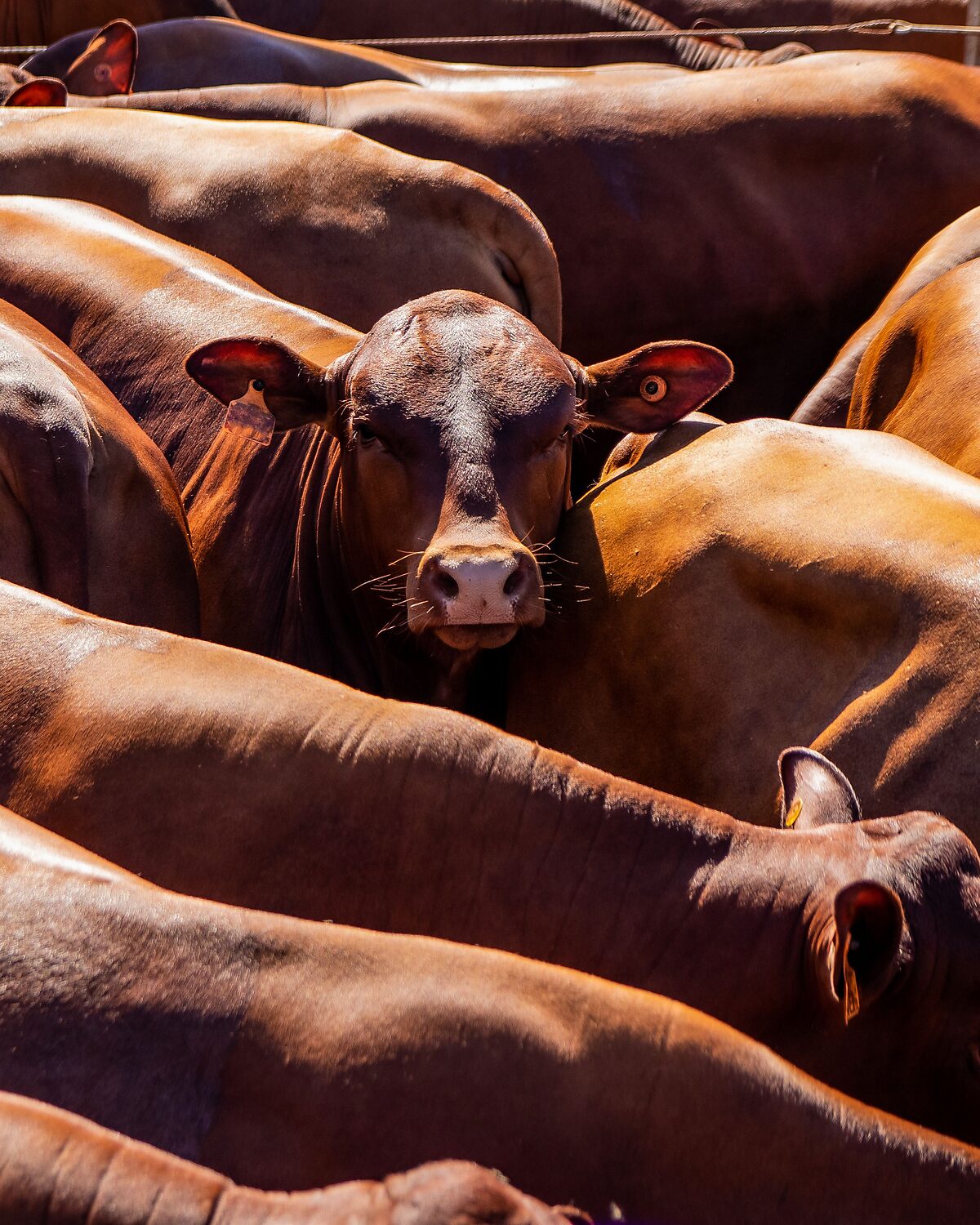 Cattle grouped in a holding pen ahead of processing