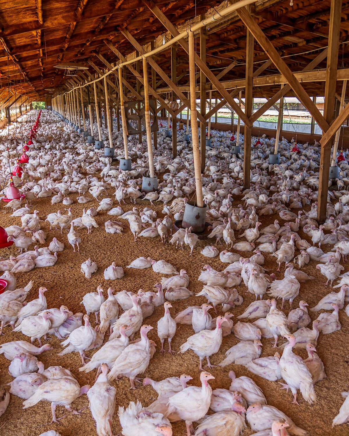 Broiler flock spread across a bedded poultry house