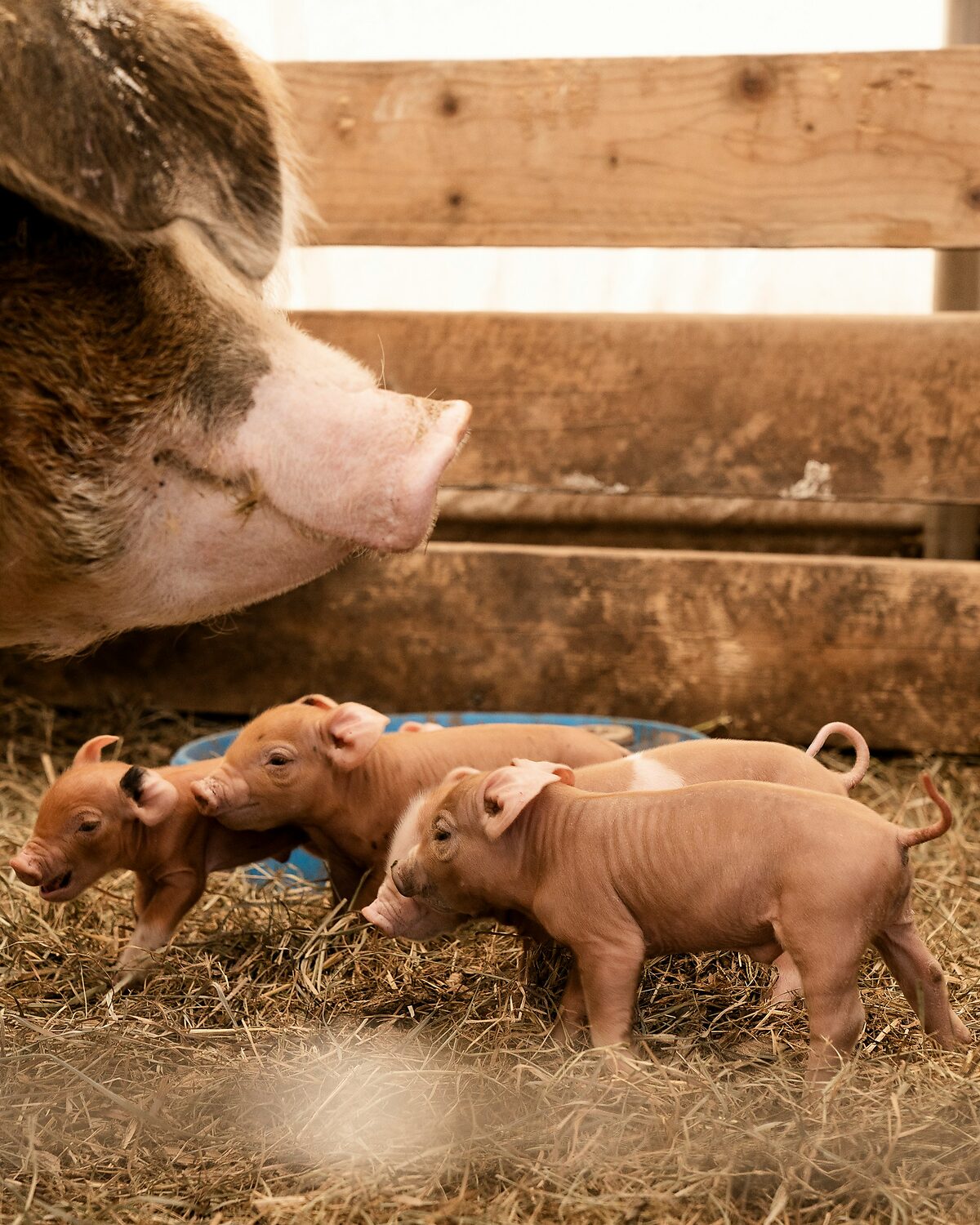 Sow and her piglets with room to move on bedded ground