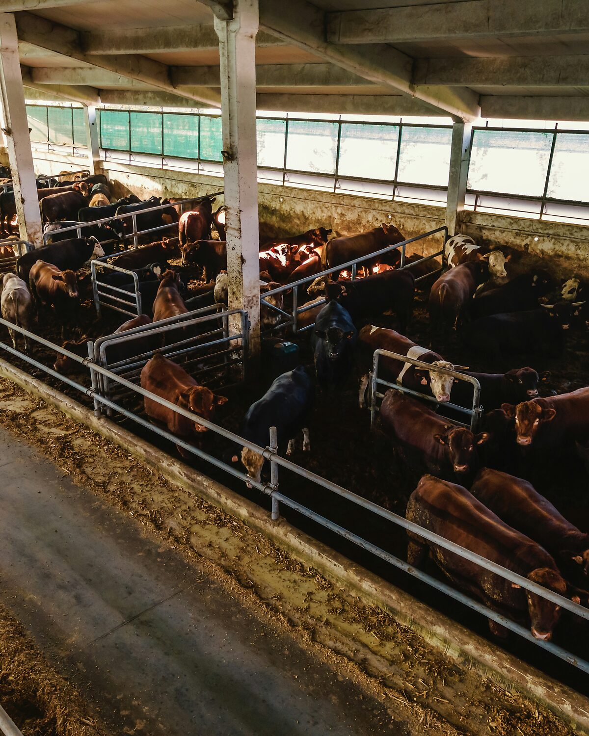 Elevated view along the feed line of a cattle barn