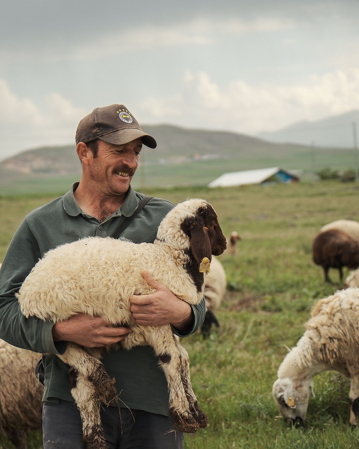 Producer carrying a ewe across open pasture