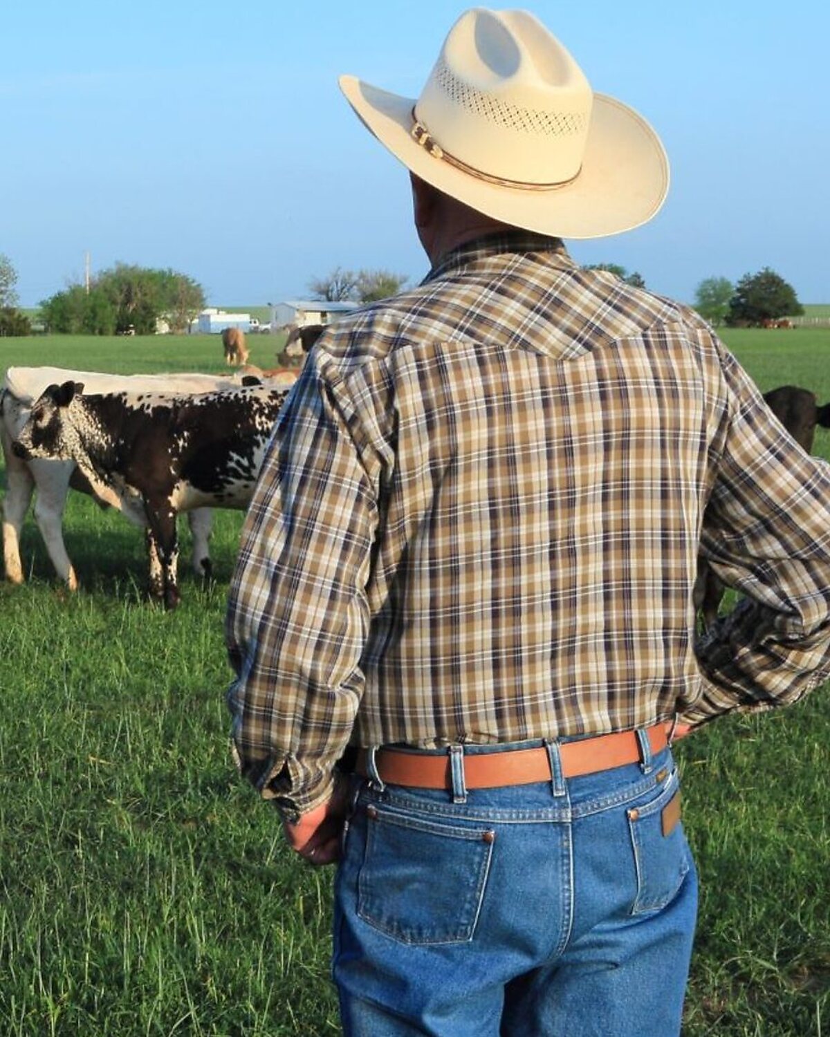 Rancher overseeing cattle on open grassland