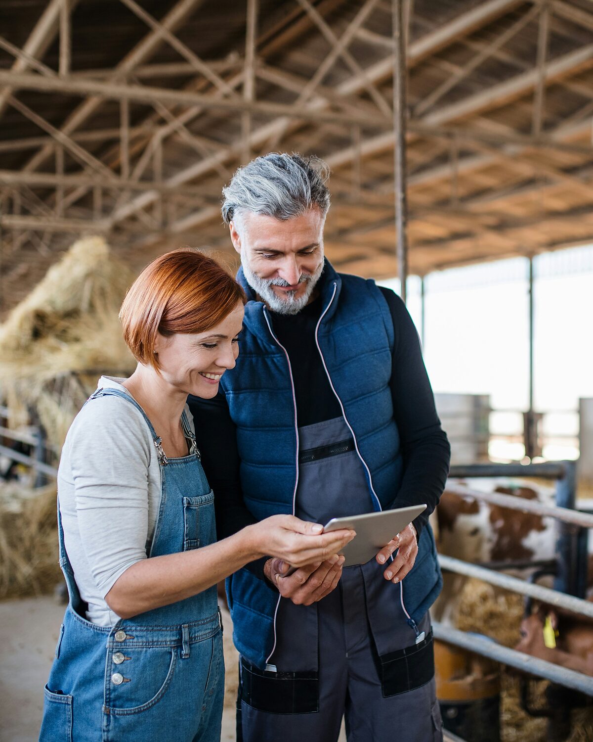 Two auditors reviewing findings on a tablet inside a cattle barn